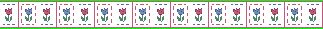 tulipborder